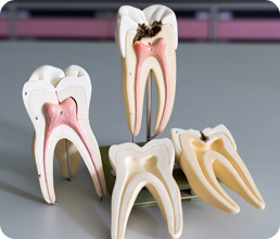 Çocuk Diş Hekimliği